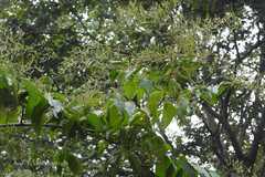 Ventilago maderaspatana